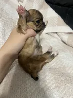 Louise , a female Chihuahua for sale in Loris, SC – 3 of 8