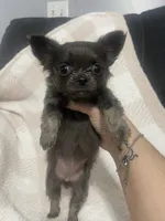 Sarah , a female Chihuahua for sale in Loris, SC – 1 of 6