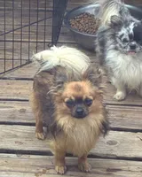 Lil Bear / Hold, a female Chihuahua for sale in Loris, SC – 8 of 10