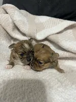 Thelma, a female Chihuahua for sale in Loris, SC – 5 of 7