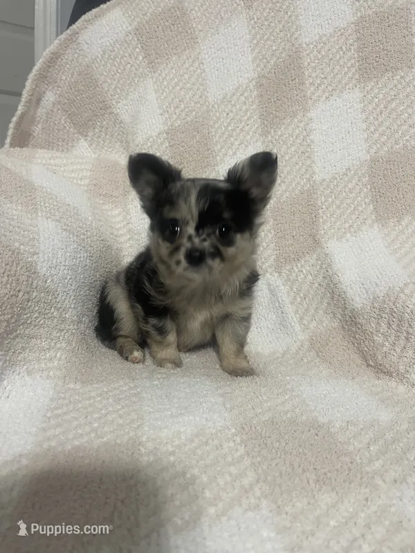 Winnie – Chihuahua puppy for sale in Loris, SC