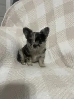 Winnie, a female Chihuahua for sale in Loris, SC – 1 of 6