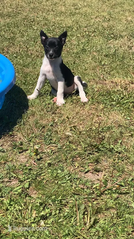 Female2 – Australian Cattle Dog, Border Collie puppy for sale in Gaylord, MI