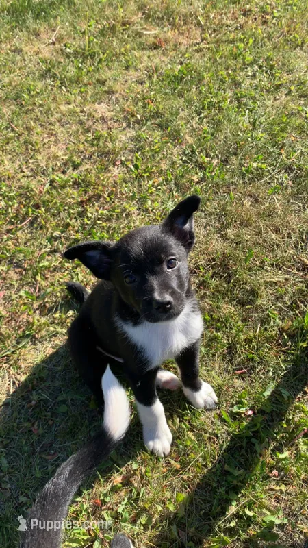 Male3 – Australian Cattle Dog, Border Collie puppy for sale in Gaylord, MI