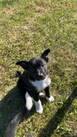 Male3, a male Australian Cattle Dog and Border Collie for sale in Gaylord, MI – 1 of 1
