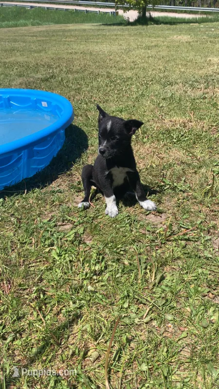 Female1 – Australian Cattle Dog, Border Collie puppy for sale in Gaylord, MI