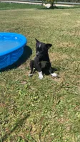 Female1, a female Australian Cattle Dog and Border Collie for sale in Gaylord, MI – 1 of 1
