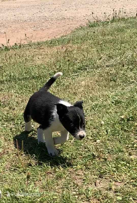 Female3 – Australian Cattle Dog, Border Collie puppy for sale in Gaylord, MI