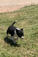 Female3, a female Australian Cattle Dog and Border Collie for sale in Gaylord, MI – 1 of 1