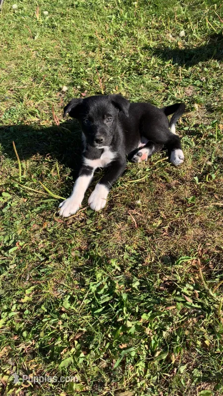 Male2 – Australian Cattle Dog, Border Collie puppy for sale in Gaylord, MI