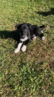 Male2, a male Australian Cattle Dog and Border Collie for sale in Gaylord, MI – 1 of 1