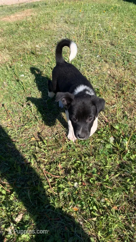 Male 1 – Australian Cattle Dog, Border Collie puppy for sale in Gaylord, MI