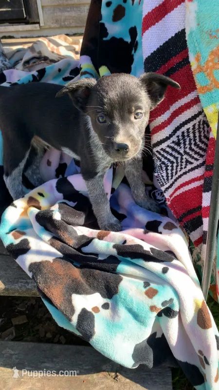 Male4 – Australian Cattle Dog, Border Collie puppy for sale in Gaylord, MI