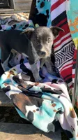 Male4, a male Australian Cattle Dog and Border Collie for sale in Gaylord, MI – 1 of 1