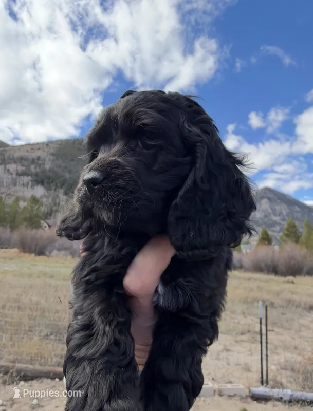 Maverick  – Cocker Spaniel puppy for sale in Frisco, CO