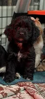 Maverick , a male Cocker Spaniel for sale in Frisco, CO – 2 of 3