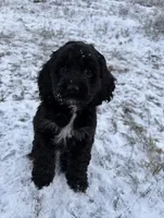 Maverick , a male Cocker Spaniel for sale in Frisco, CO – 3 of 3