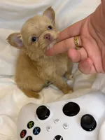 Bingo (micro/teacup)!!, a male Chihuahua for sale in New York, NY – 2 of 6