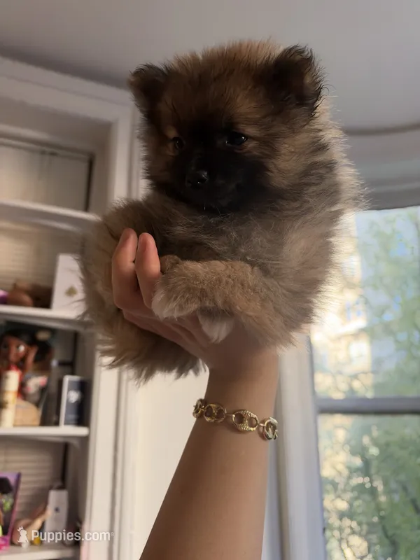 Care  bear (teacup size ) – Pomeranian puppy for sale in New York, NY