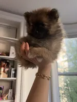 Care  bear (teacup size ), a female Pomeranian for sale in New York, NY – 1 of 3