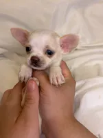 Bluey (teacup ), a female Chihuahua for sale in New York, NY – 3 of 6