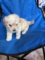 Jackson , a male Poodle - Toy  for sale in New York, NY – 2 of 3