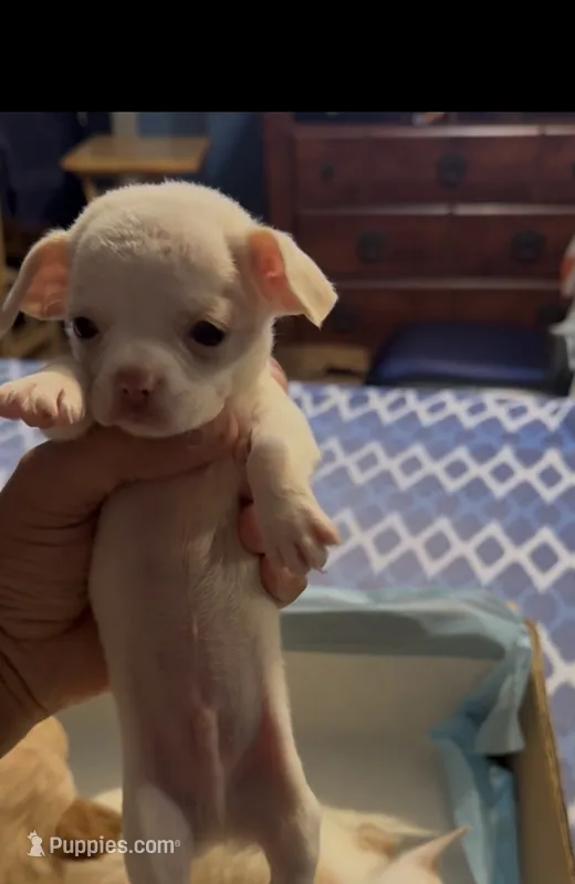 Tcup white boy  – Chihuahua puppy for sale in New York, NY