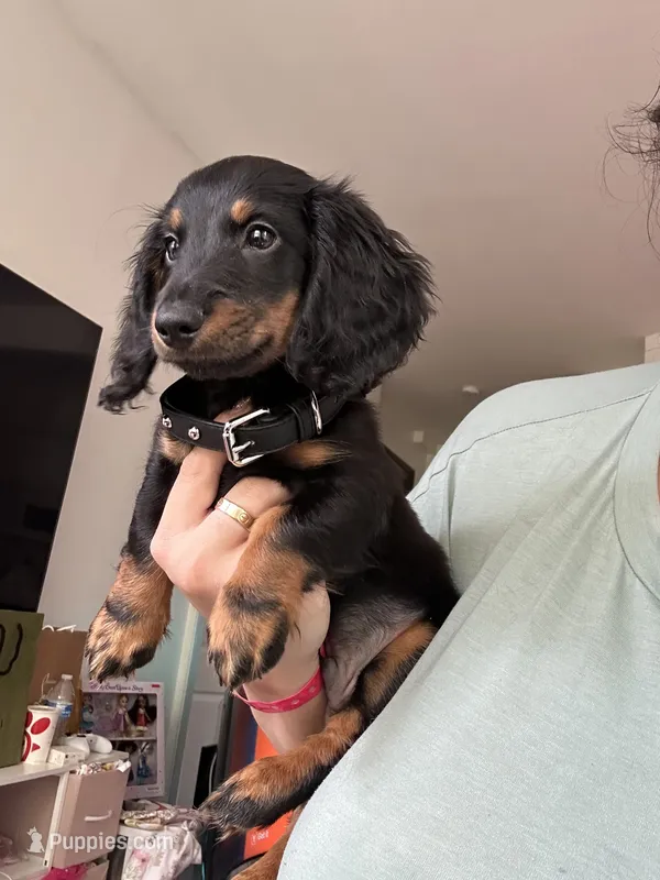 Snickers  – Miniature Dachshund puppy for sale in New York, NY