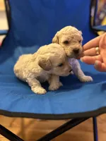 Jackson , a male Poodle - Toy  for sale in New York, NY – 6 of 6