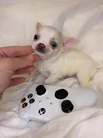 Bluey (teacup ), a female Chihuahua for sale in New York, NY – 4 of 6