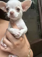 Micro Tcup  (charting 2 to 3lbs), a male Chihuahua for sale in New York, NY – 1 of 2