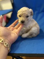 Lola, a female Poodle - Toy  for sale in New York, NY – 4 of 4