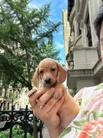 Green , a male Miniature Dachshund for sale in New York, NY – 2 of 4