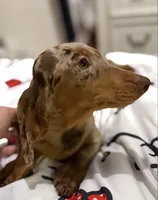 Dapple , a male Miniature Dachshund for sale in New York, NY – Photo 2 of 3