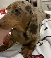 Dapple , a male Miniature Dachshund for sale in New York, NY – Photo 3 of 3