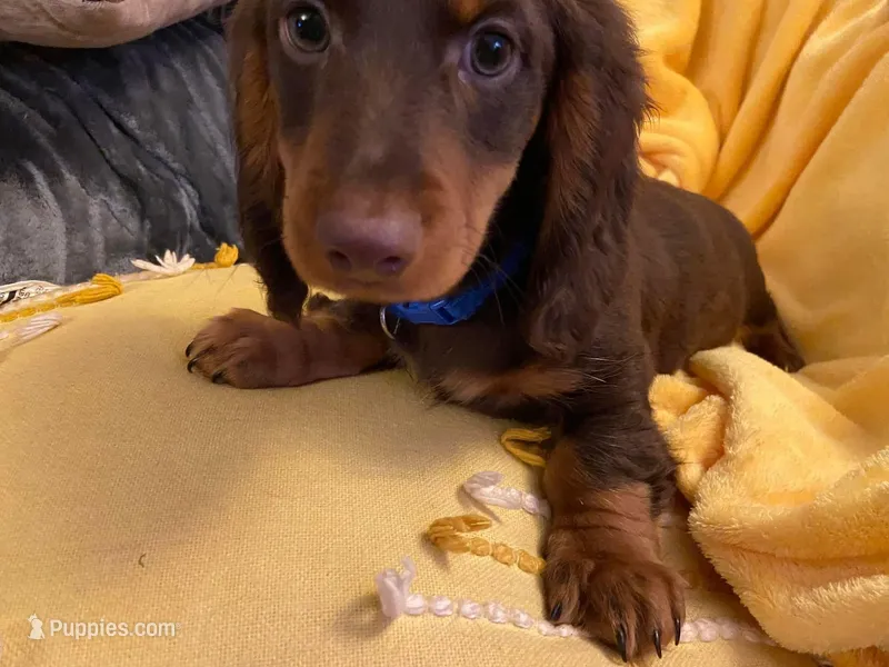 Snickers , a male Miniature Dachshund for sale in New York, NY – Photo 1 of 1