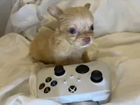 Bingo (micro/teacup)!!, a male Chihuahua for sale in New York, NY – 6 of 6