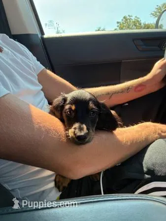 Snickers  – Miniature Dachshund puppy for sale in New York, NY