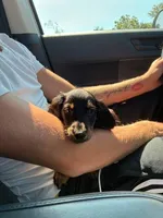 Snickers , a female Miniature Dachshund for sale in New York, NY – 6 of 6