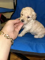 Jackson , a male Poodle - Toy  for sale in New York, NY – 4 of 6