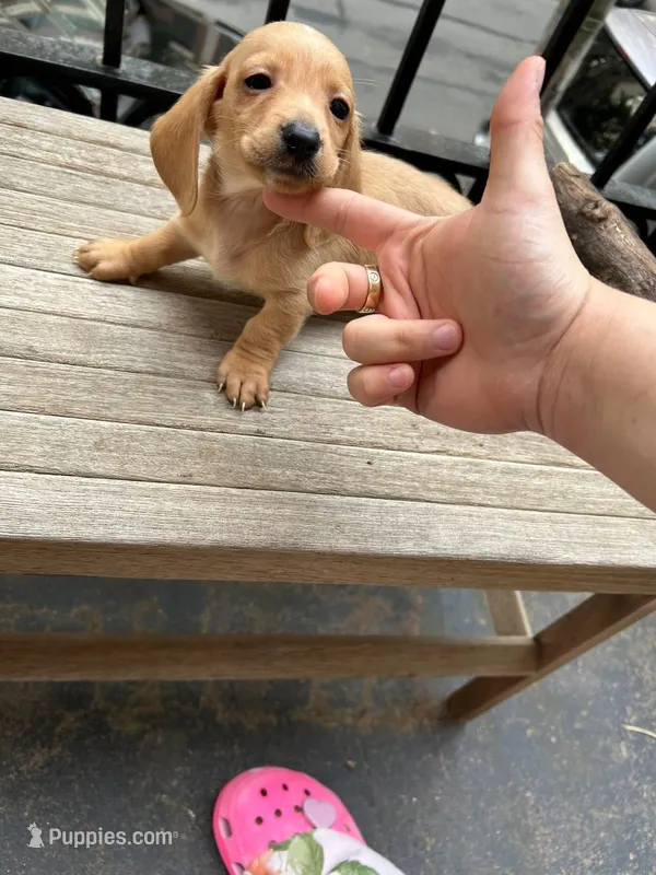 Green  – Miniature Dachshund puppy for sale in New York, NY
