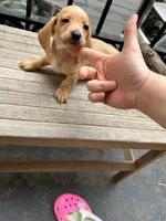 Green , a male Miniature Dachshund for sale in New York, NY – 1 of 4