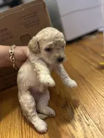 Lola, a female Poodle - Toy  for sale in New York, NY – 3 of 4