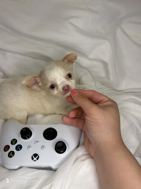 Chili (teacup ) – Chihuahua puppy for sale in New York, NY