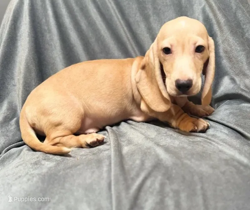 Brody  – Miniature Dachshund puppy for sale in New York, NY