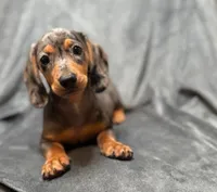 Sadie, a female Miniature Dachshund for sale in New York, NY – 2 of 2