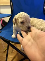 Jackson , a male Poodle - Toy  for sale in New York, NY – 2 of 6