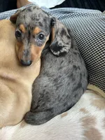 Sadie, a female Miniature Dachshund for sale in New York, NY – 2 of 4