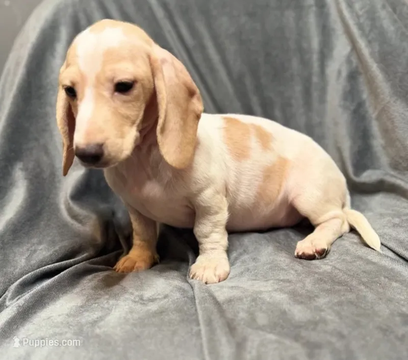 Lilly – Miniature Dachshund puppy for sale in New York, NY