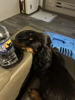 Snickers , a female Miniature Dachshund for sale in New York, NY – 4 of 6